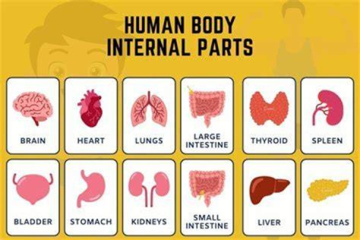 What part of a human can you not eat?