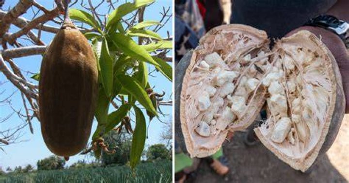 What part of baobab is edible?
