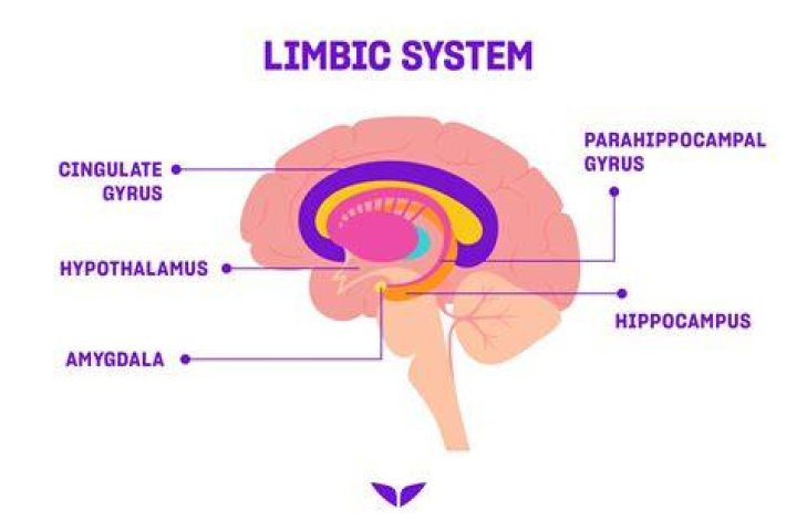What part of the brain controls emotions and feelings?
