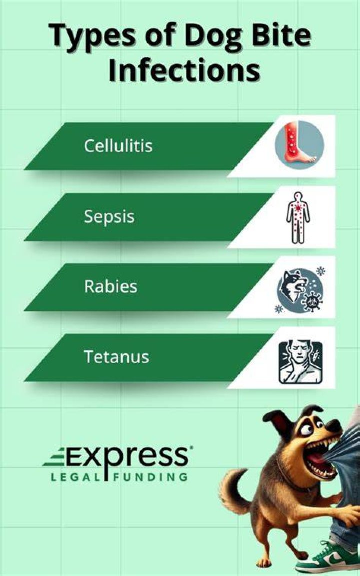What percent of dog bites get infected?