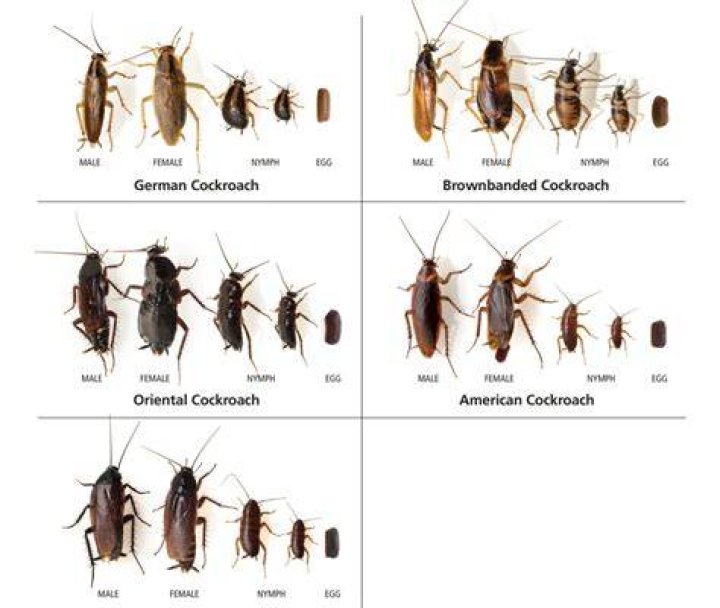 What percent of homes have roaches?