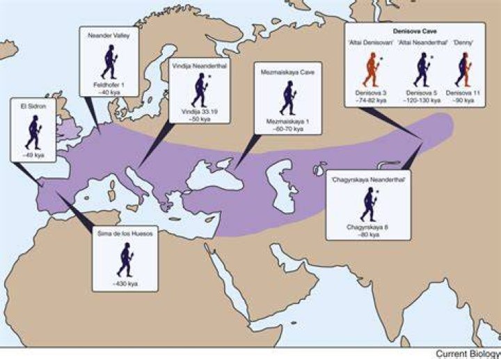 What percentage of humans have Neanderthal DNA?