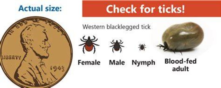 What percentage of ticks carry Lyme?