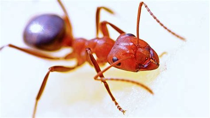What red ants mean?