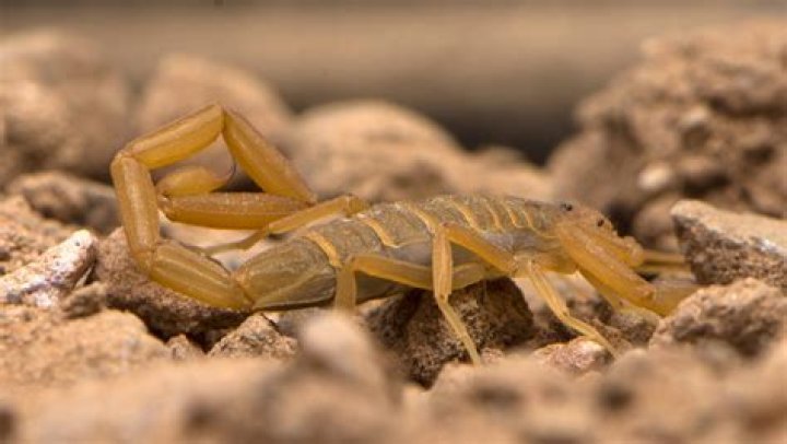 What scares scorpions away?