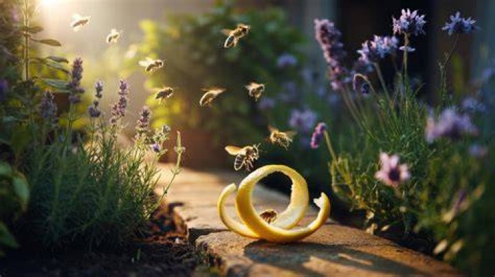 What scent draws bees?