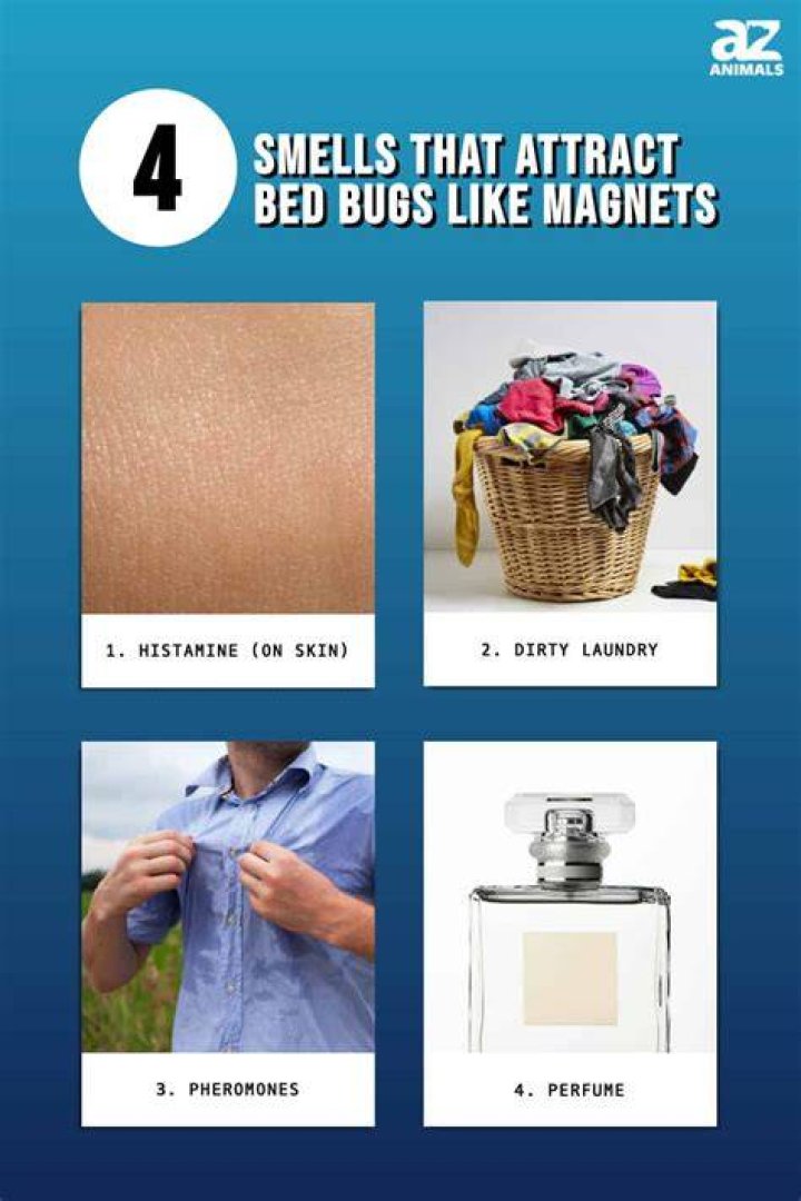 What smells attract bed bugs?
