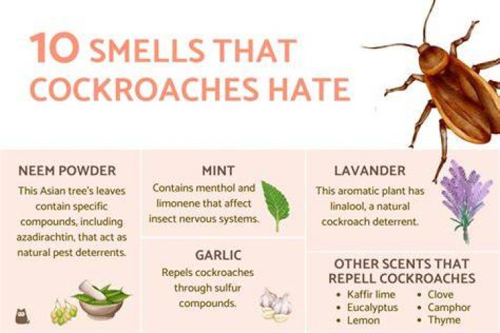 What smells do roaches like?