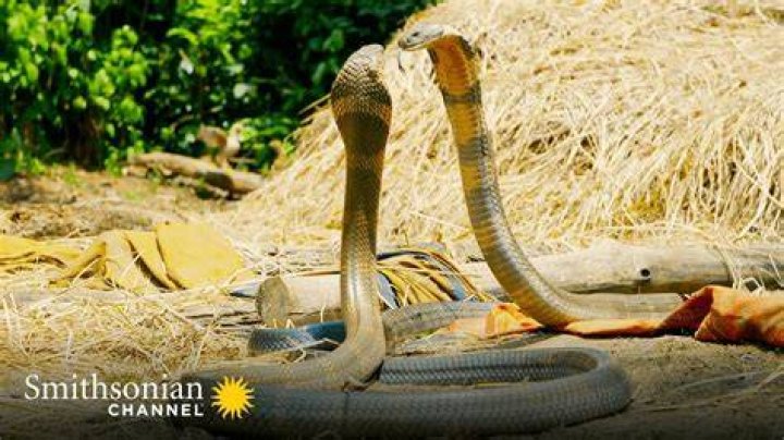 What snake can beat a king cobra?