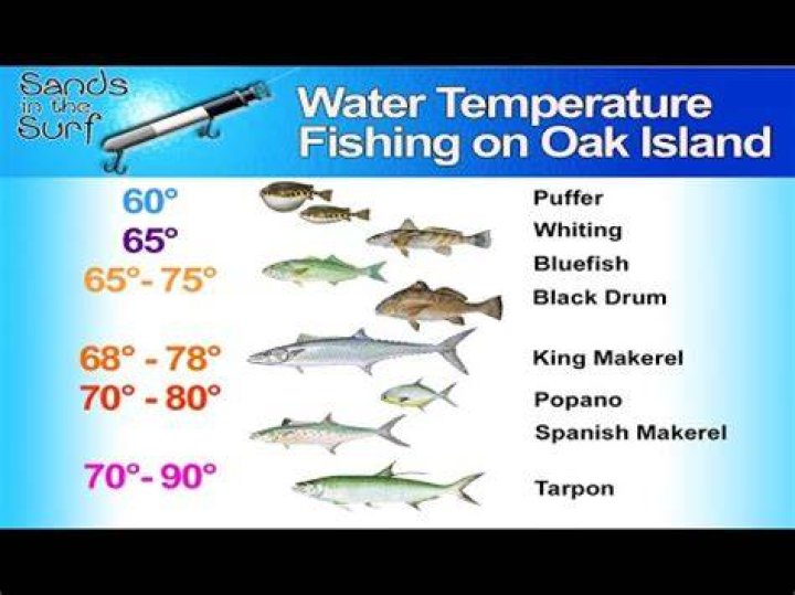 What temperature are fish most active?
