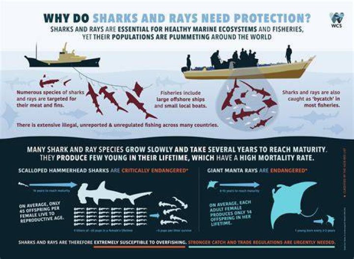 What time do sharks come out?