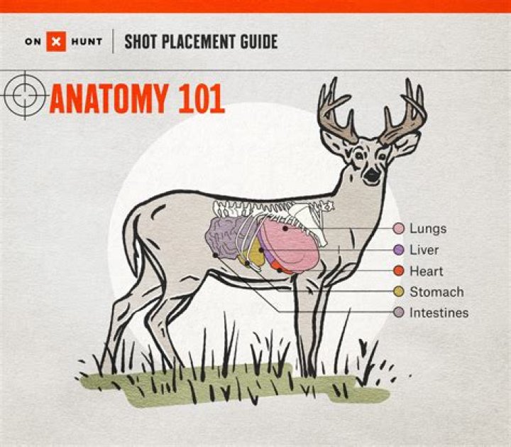What time of day is it most likely to hit a deer?