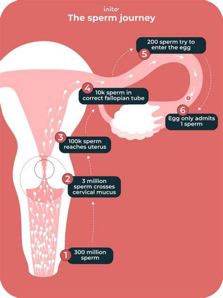What time of day is sperm best?