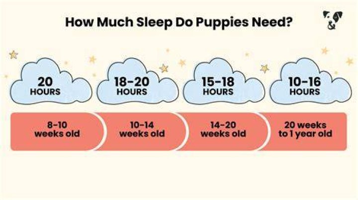 What time should a 8 week old puppy go to bed?