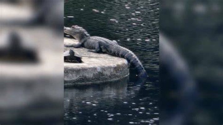 What to do if alligator grabs you?
