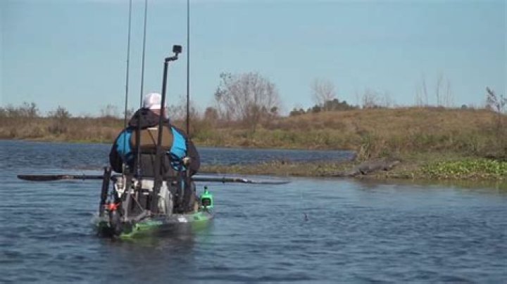 What to do if you see an alligator while kayaking?