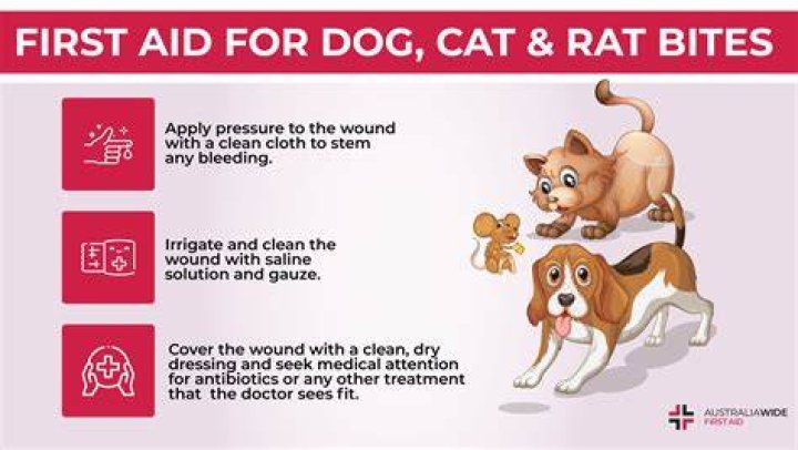 What to do if your dog bites you in the face?