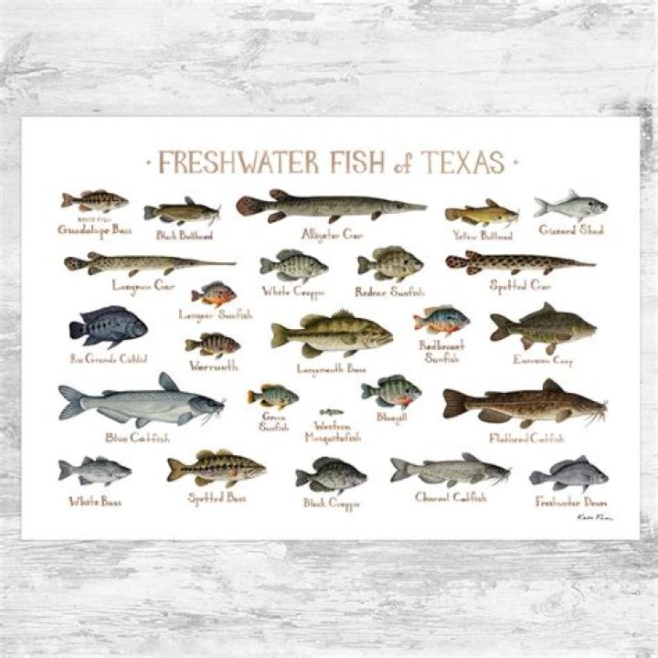 What type of fish is the cheapest?