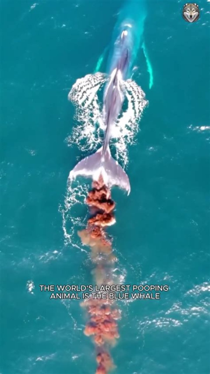What whale poop looks like?