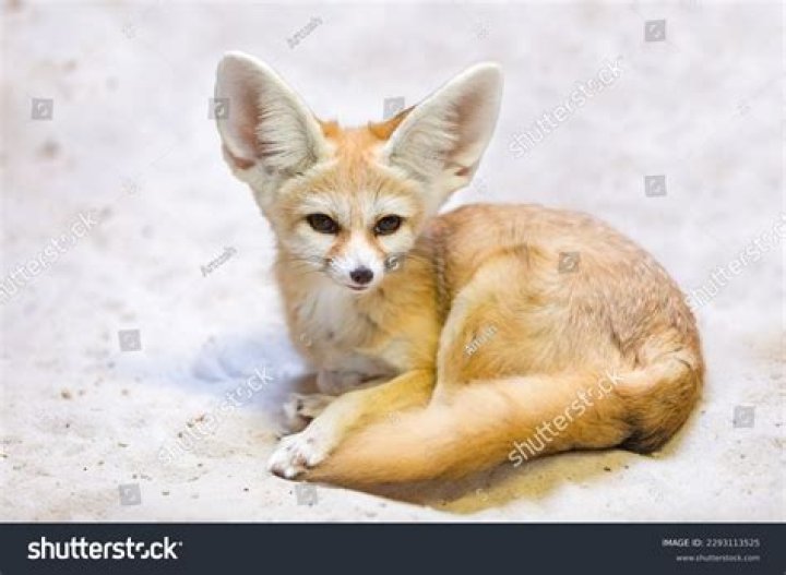 When did Boba find Fennec?