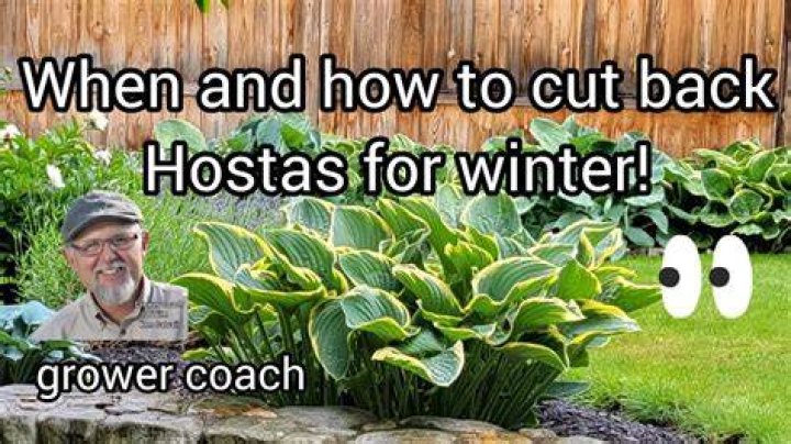 When should I cut back hostas?