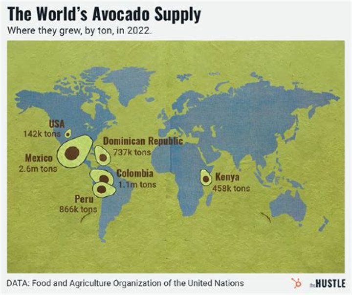 Where are the best avocados in the world?