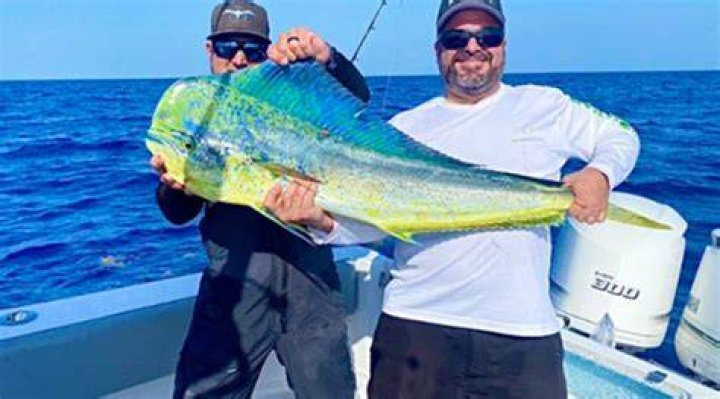Where can I find mahi in the Gulf of Mexico?