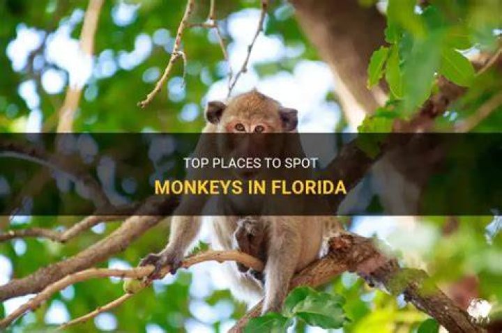 Where can I see monkeys in Florida?