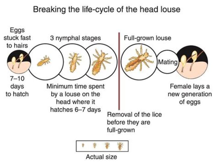 Where did lice come from?