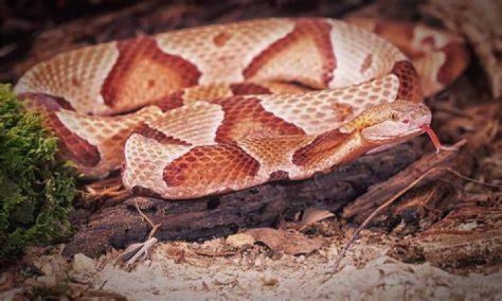 Where do copperhead snakes like to hang out?