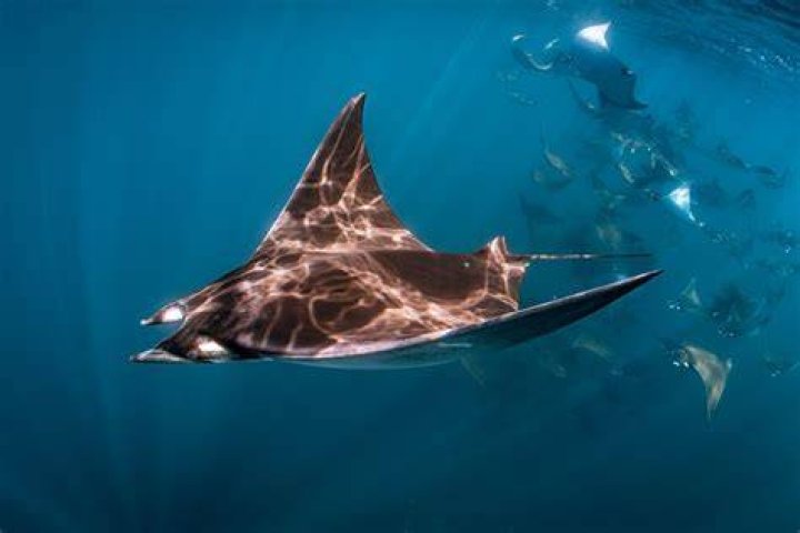 Where do devil rays live?