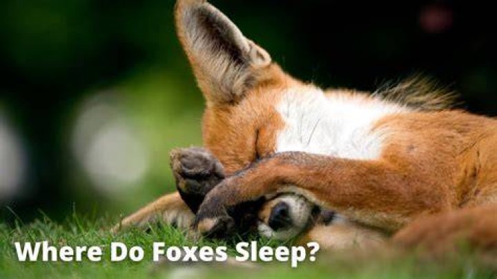 Where do foxes sleep at night?