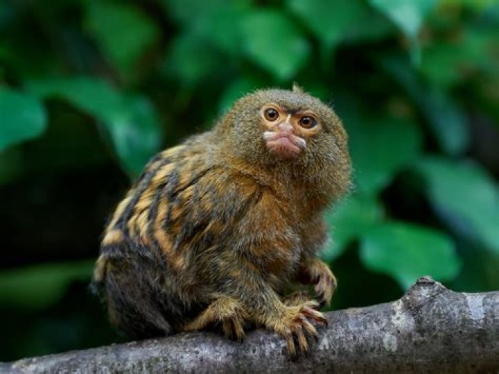 Where do marmosets come from?