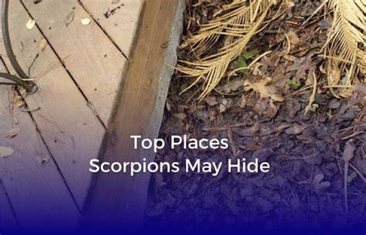 Where do scorpions hide in houses?