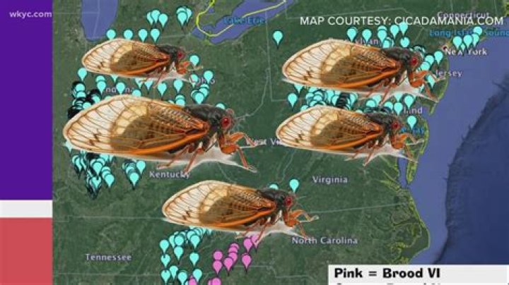 Where will the cicadas be in 2021?