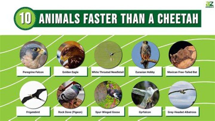 Which animal is faster than cheetah?