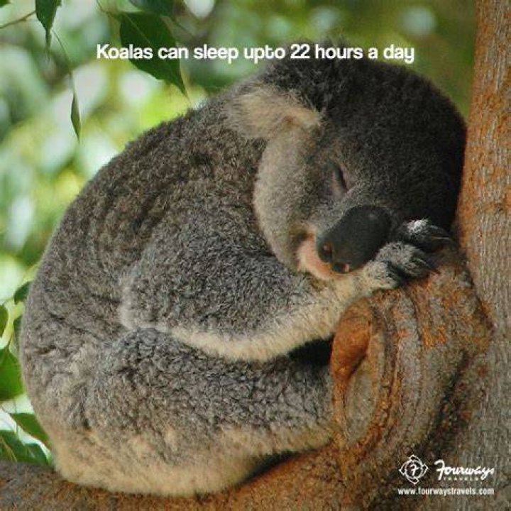 Which animal sleeps 22 hours a day?