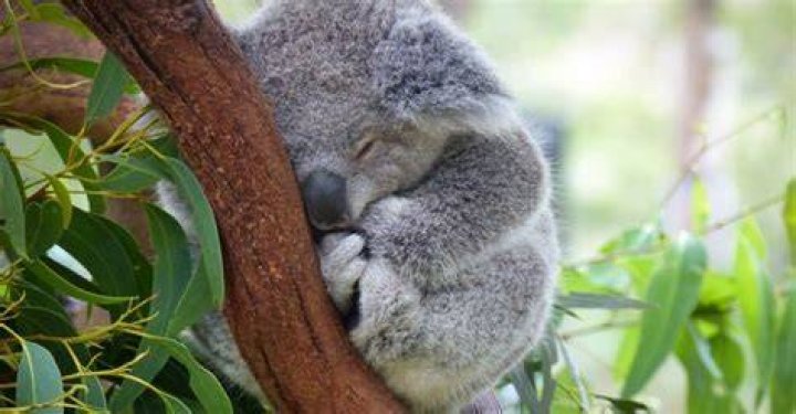 Which animal sleeps the longest?