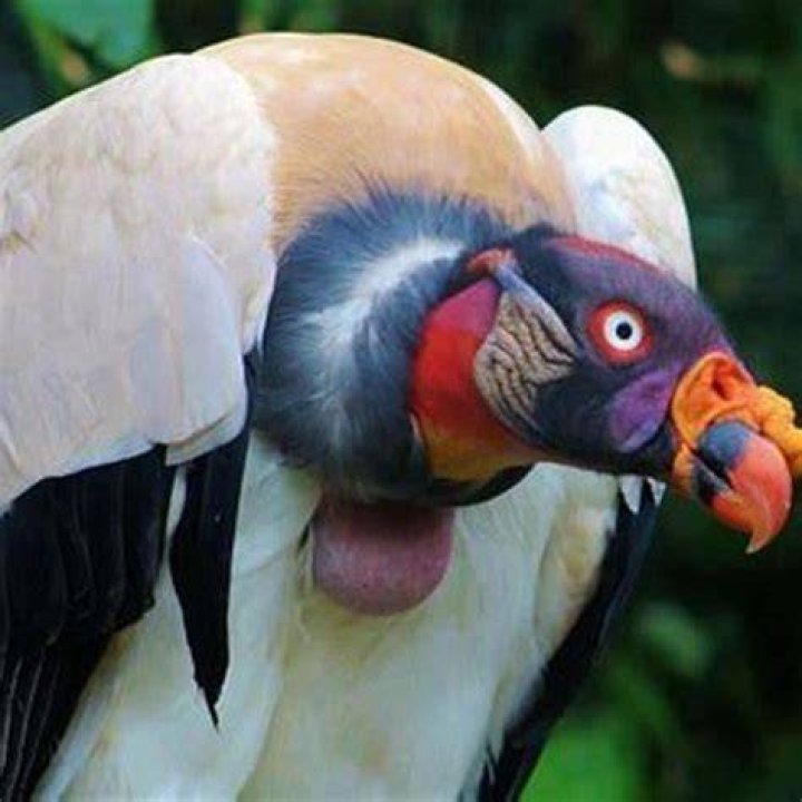 Which bird is the king of Sky?