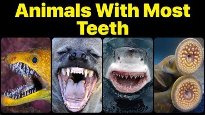 Which creature has most teeth?