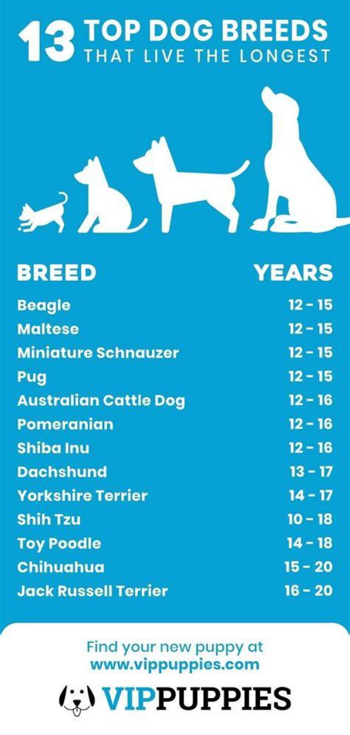 Which dog breed lives the longest?