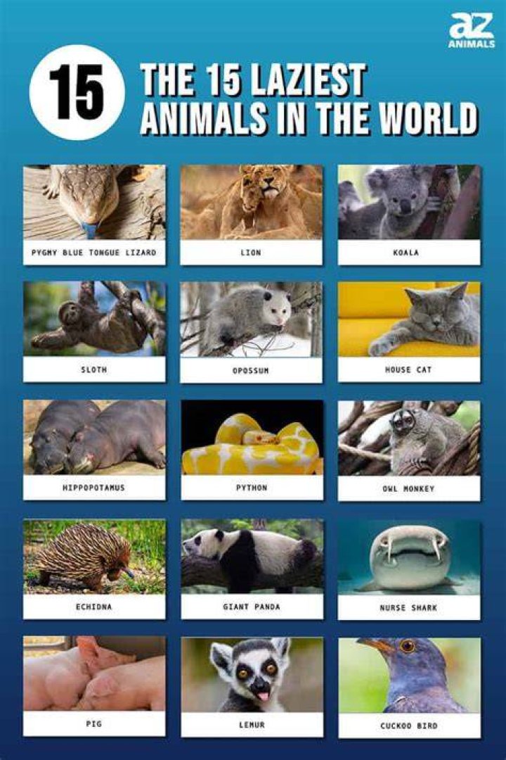 Which is the laziest animal in the world?