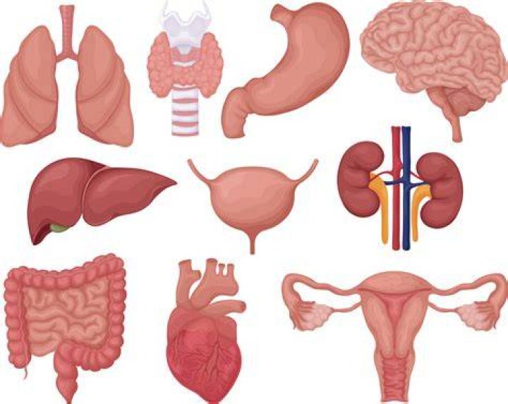 Which is the smallest organ of our body?