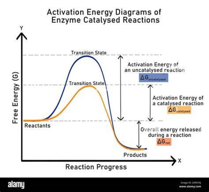 Which level of protein structure is most responsible for an enzyme's ability to catalyze a reaction?