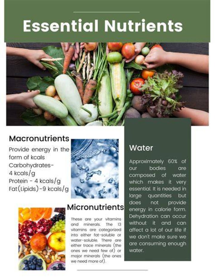 Which of the following nutrients supply energy to the body quizlet?
