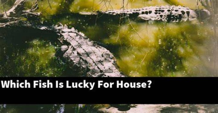 Which pet is lucky for home?