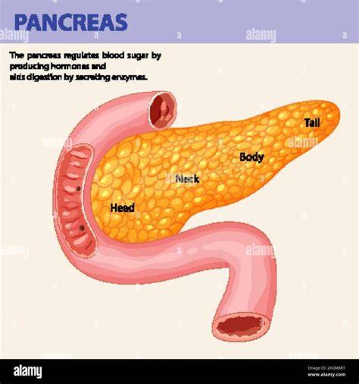 Which side of the body is the pancreas on?