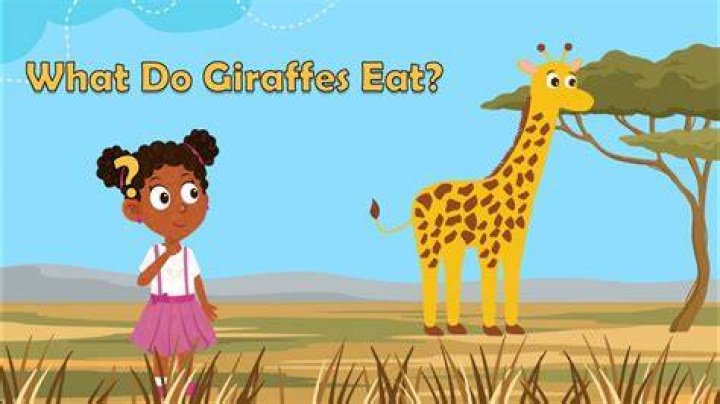 Who eats a giraffe?