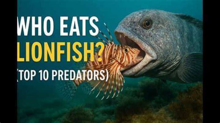 Who eats a lion?