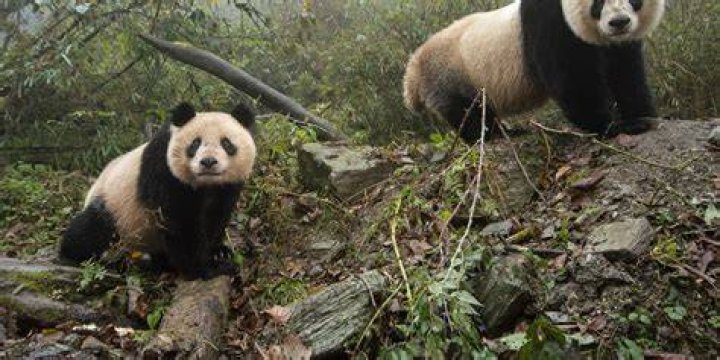 Who is at risk of PANDAS?